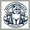 British Shorthair Cattery Singapore | British Shorthair Kittens for sale